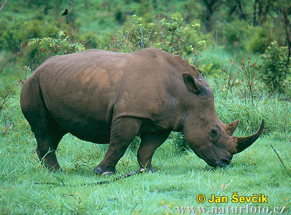 Name:  white-rhinoceros.jpg
Views: 223
Size:  109.5 KB